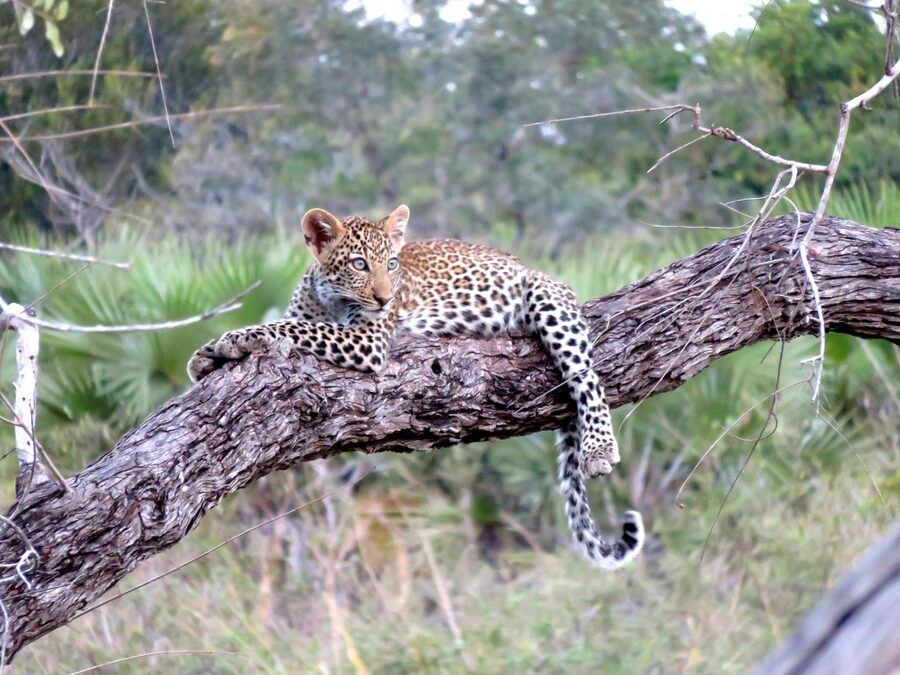 Serengeti
