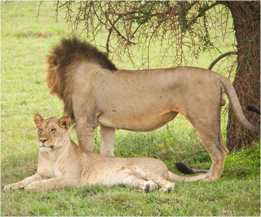 Ngorongoro Crater Safari