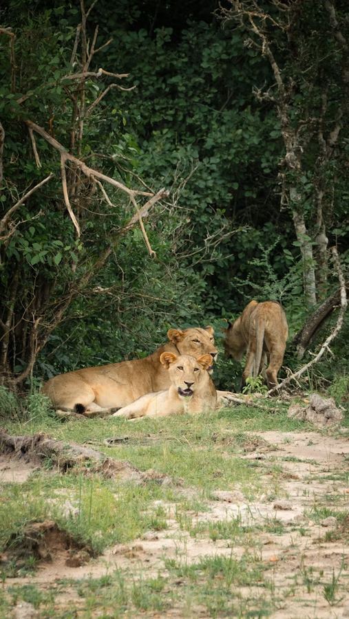 Selous 6