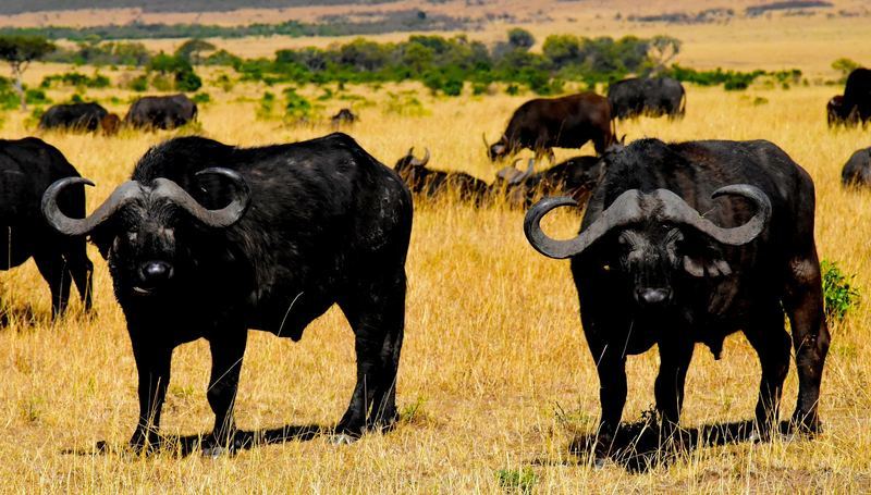 Cape Buffalo