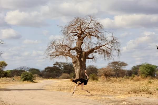 Tarangire Baobab