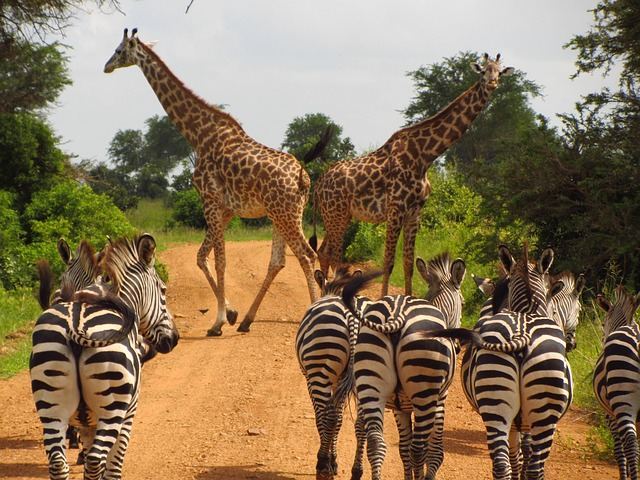 Zebras and Giraffes Mikumi