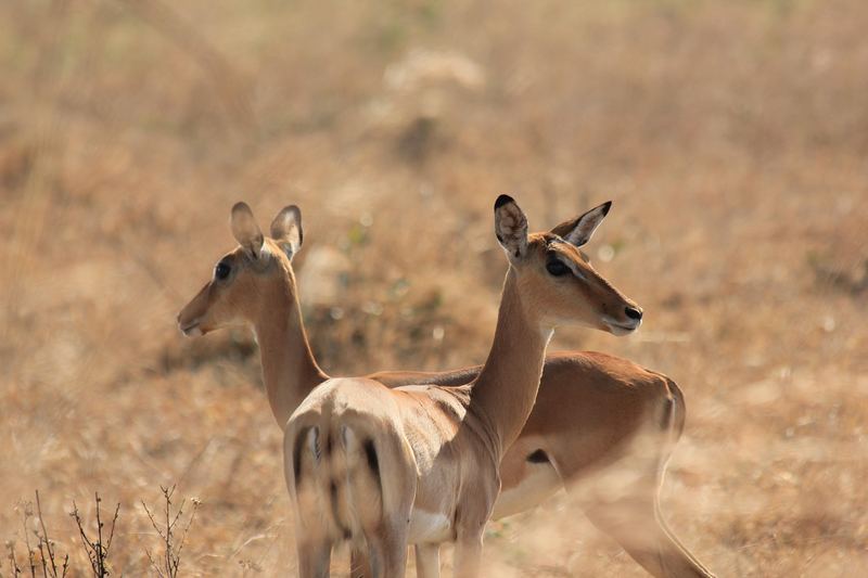 Impala Mikumi