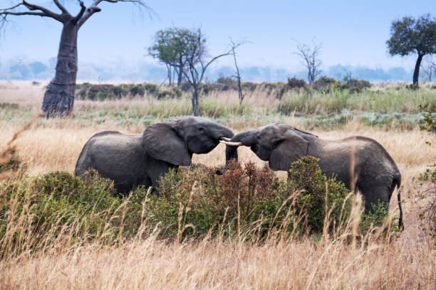 Elephants Mikumi
