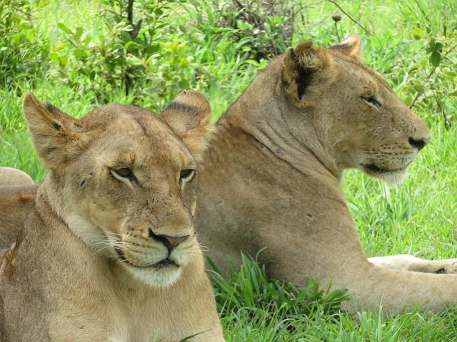 Lionesses Mikumi