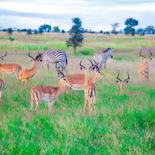 Zebra herd Arusha NP