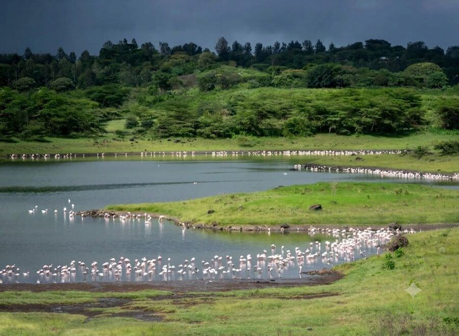 Wildlife Arusha NP