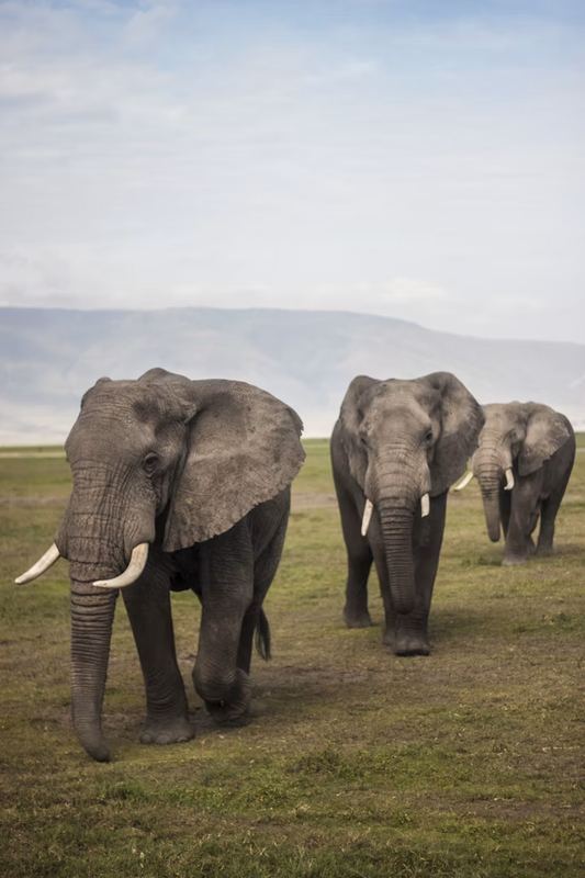 Ngorongoro Animals