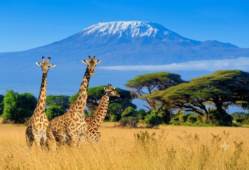 Elephant with Kilimanjaro backdrop