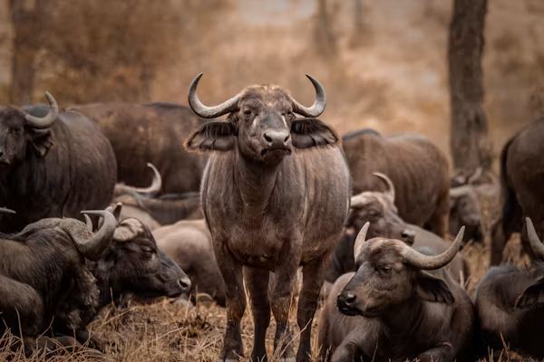 Manyara Wildlife