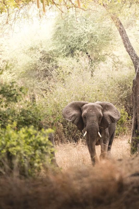 Manyara Forest