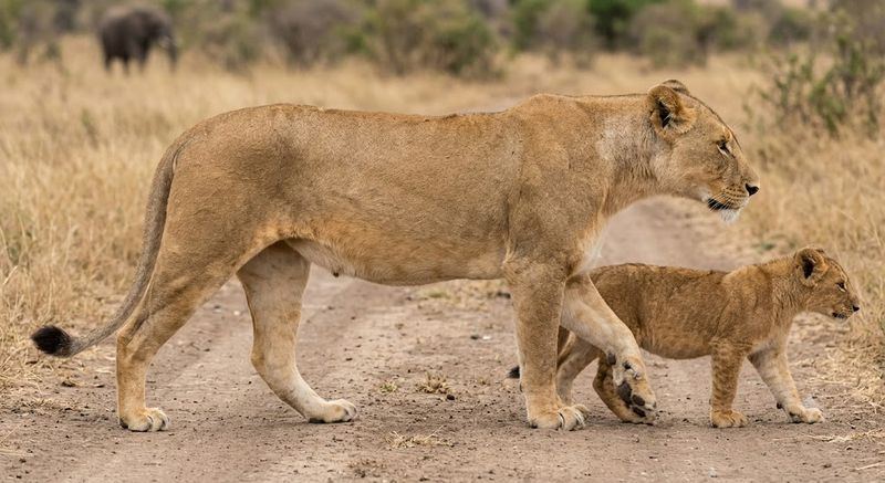 Lioness and cub Ruaha