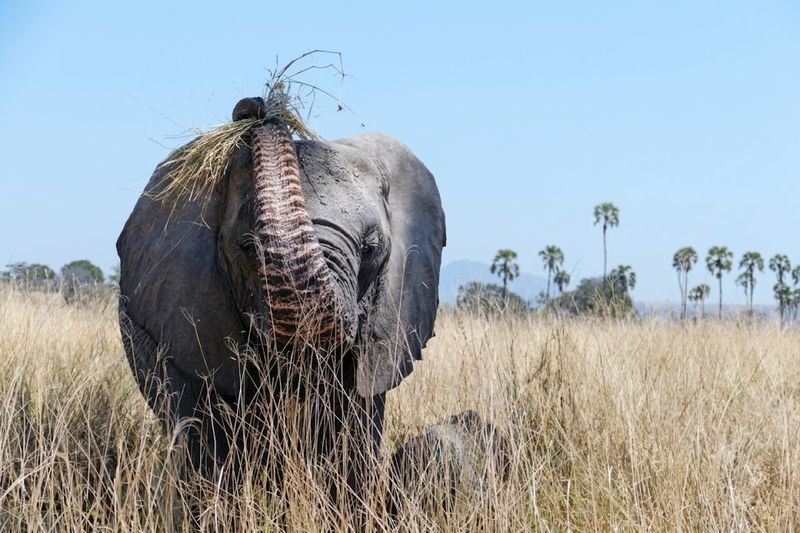 Elephant close up Ruaha