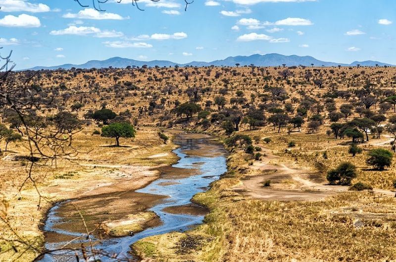 Ruaha River landscape